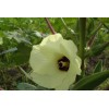菜芙蓉种子厂家直销 菜芙蓉种子厂家销售