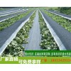 南宁防草布-厂家直销花卉苗圃抑草布果园盖草布0.5-6米幅宽