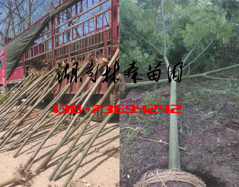 中栾树