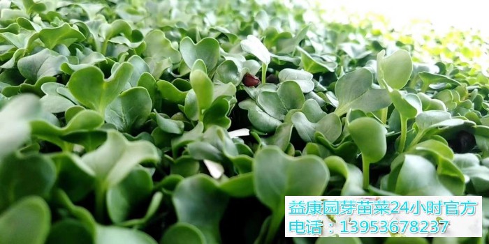 7211f81941b6dff55e319afe5ce89c2(1)_WPS图片