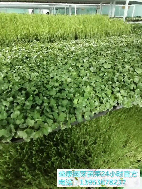 59a757ddc51f0c7aa9e325a7f8f2ff5(1)_WPS图片