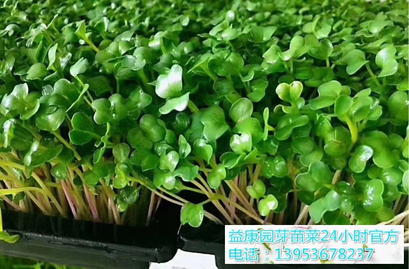 0a70b7a959f314182da7611077c81dc_WPS图片(1)_WPS图片