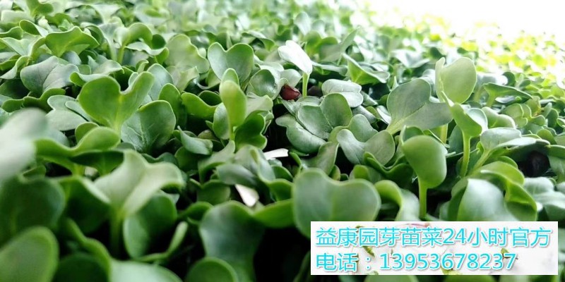 56e3cbff1dfb66dd24bc3a86015b90e(1)_WPS图片