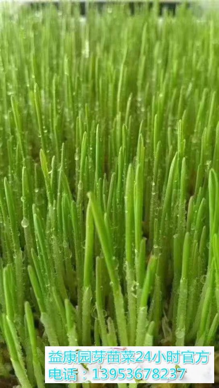 82eb9a8e872e346861777f5bd77ea25(1)_WPS图片