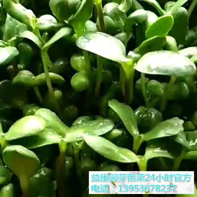 81c766269e078d107d1f6e21dd4af86_WPS图片