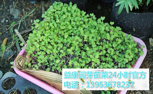 a49ae933af51d2bd1064b158acbda346_t01c032a9ce2c5f2c0f