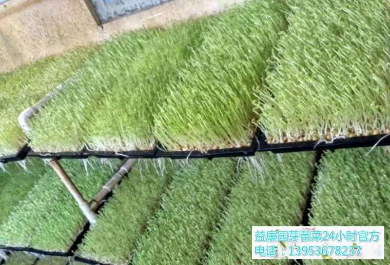 微信图片_20200306085038