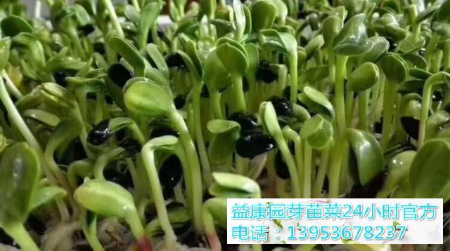 566971958687c6f64f58ee26ee5ac92(1)_WPS图片