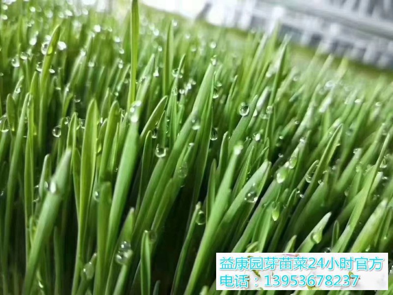 74d55bd6c3483941a749df7760b646b(1)_WPS图片