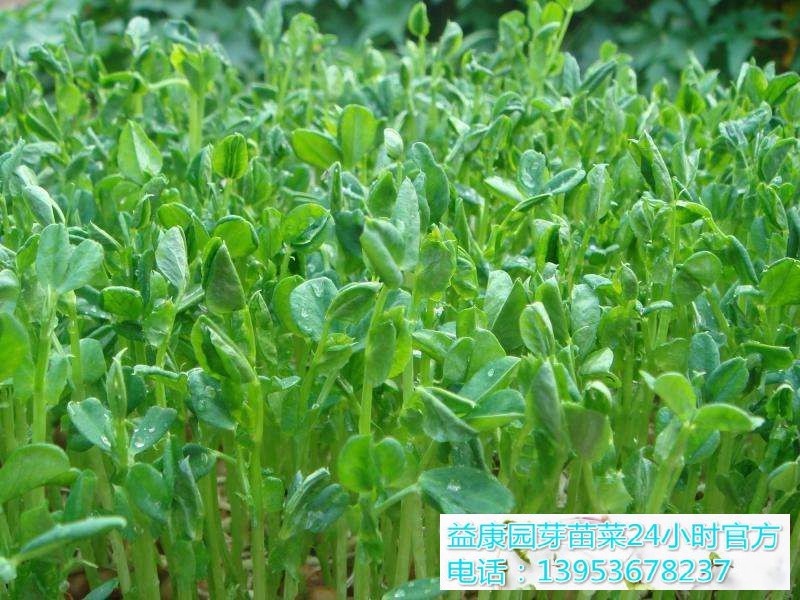 20191123151726655_WPS图片