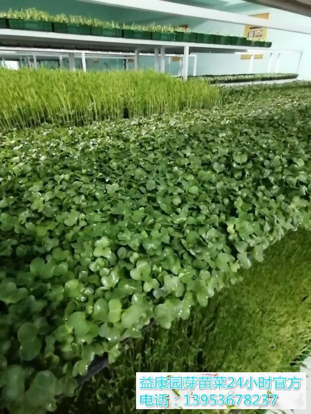 41bbfa58cf9c38334f85704b43d662b(1)(1)_WPS图片