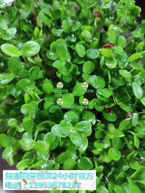 486bf733c924aa794d205210c414307(1)_WPS图片