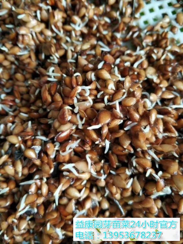 香椿芽。2_WPS图片