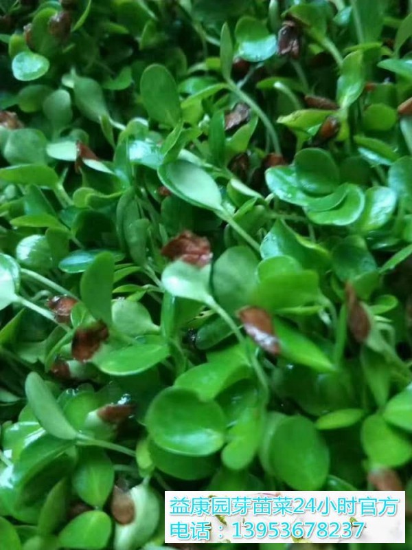 香椿芽。3_WPS图片