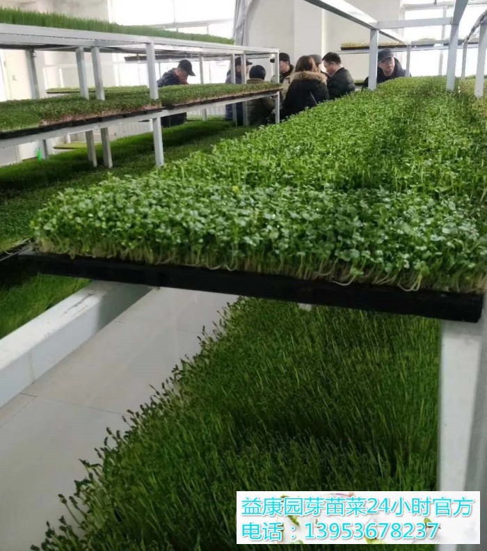 1b9c4c10aa225379846557e57cffcf6_WPS图片(1)_WPS图片