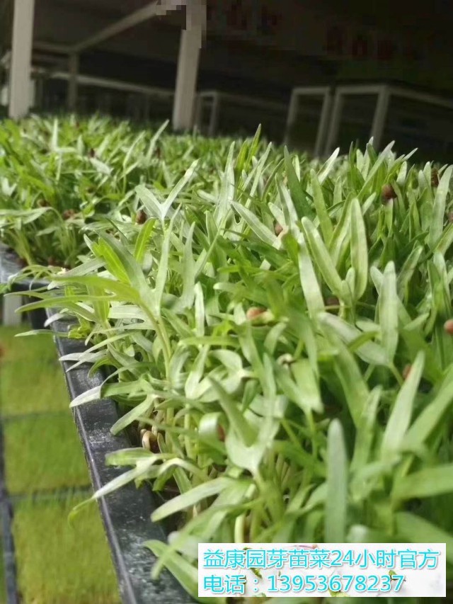 4b061a225f0f967ead059bff5eae42f(1)_WPS图片