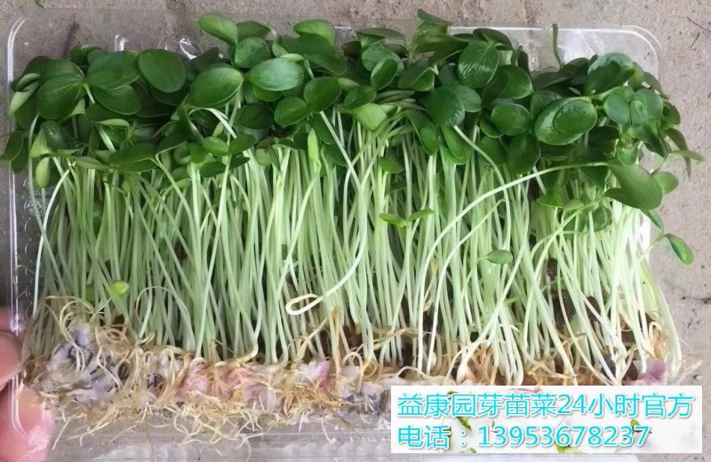 8d6e9f308fdf660658fda6eb136bdb7_WPS图片_WPS图片_WPS图片(1)_WPS图片