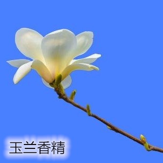 白玉兰1