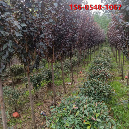 99efee15f61f007e75716012d95d5b68_副本